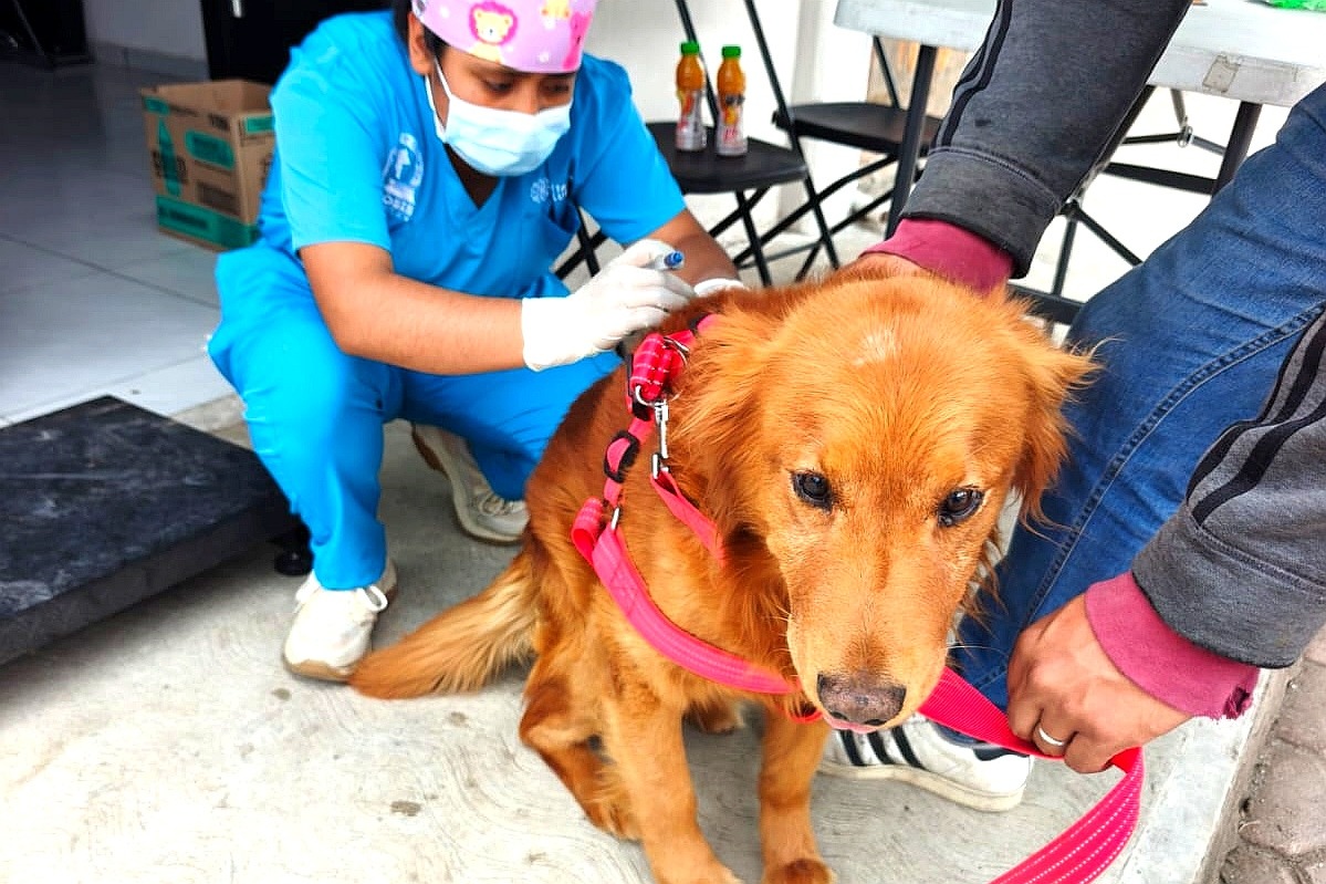 Fortalecen gobierno de Alfonso Sánchez y Zoonosis de SESA la salud pública con exitosa campaña de esterilización animal